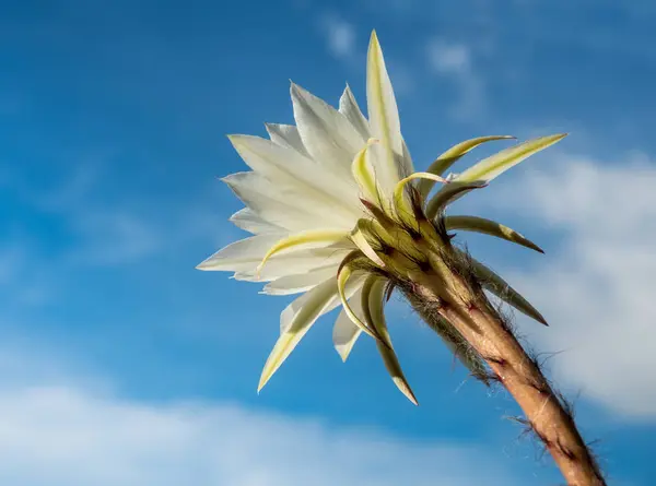 Белый цвет с пушистым волосатым цветком кактуса и голубым небом — стоковое фото