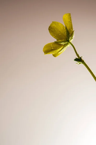 Flor amarela de pequena erva caltrops — Fotografia de Stock