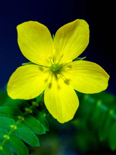 Gelbe Blume der kleinen Caltrops — Stockfoto