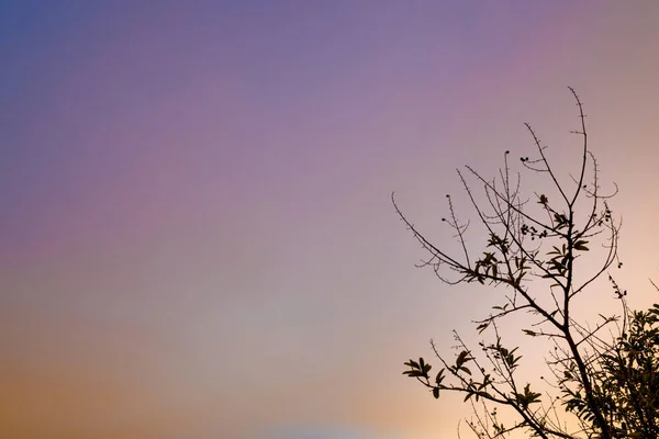 Bir demet kabuk ve tohum Bungor ağaçları ve akşamın renkleri — Stok fotoğraf