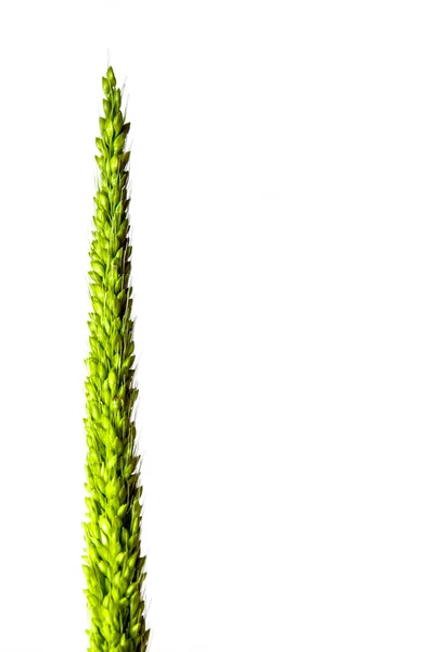 Close up the freshness jungle rice weed on white background — Stock Photo, Image