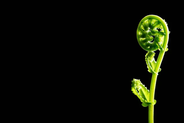 Grönt blad av Fern på svart bakgrund — Stockfoto