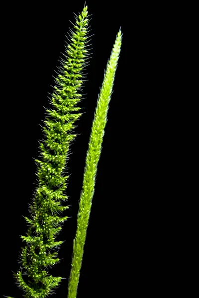 Close up the freshness jungle rice weed on black background — Stock Photo, Image