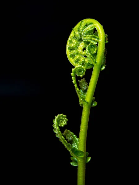 Fraîcheur Feuille verte de fougère sur fond noir — Photo