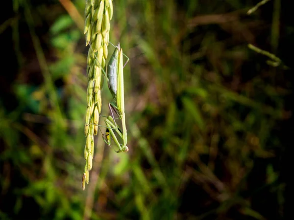Mantis cuelga de la oreja de paddy —  Fotos de Stock