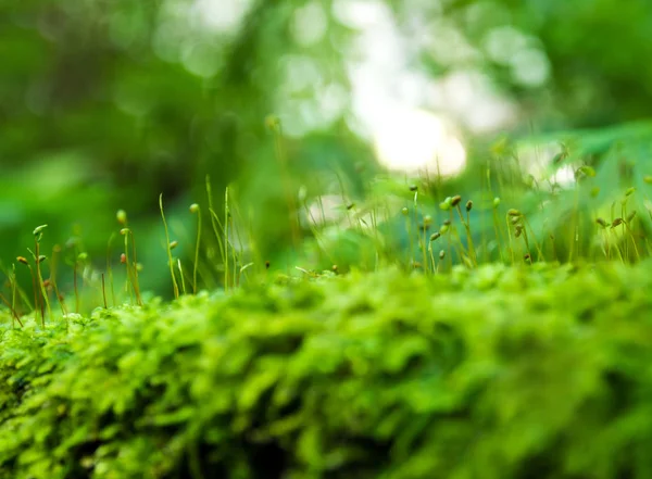 带水滴的新鲜绿色苔藓植物 — 图库照片