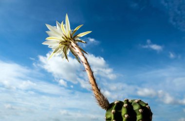 Kaktüs çiçek ve mavi gökyüzü arka plan kabarık tüylü beyaz renk