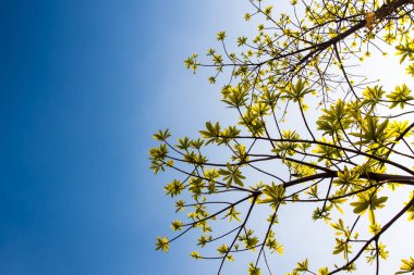 mavi gökyüzü ve gün ışığı arka plan tazelik yapraklarda