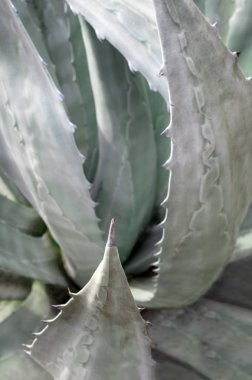 Agave Americana 'nın taze yapraklı, sulu bitkileri.