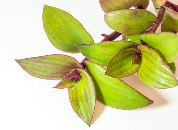 Rio aranha e enraizamento na água, Herb planta no fundo branco — Fotografia de Stock