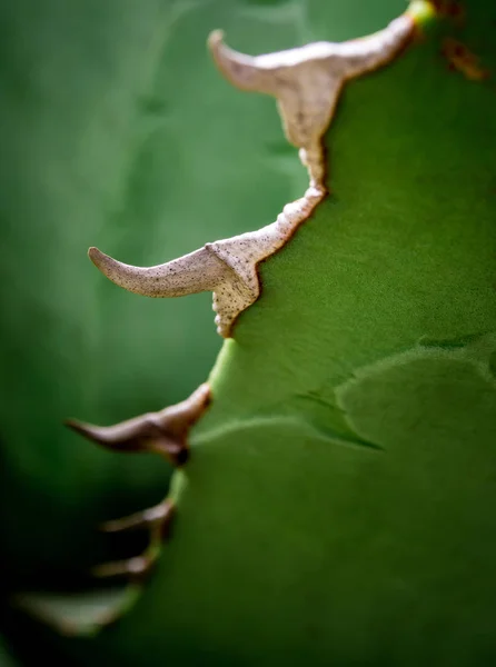 Pianta succulenta primo piano, dettaglio foglie fresche di Agave titanota — Foto Stock