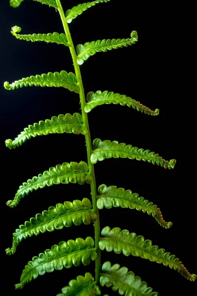 Fräschhet Fern löv på svart bakgrund — Stockfoto