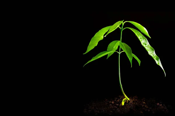 Brote de planta joven de Kopsia arborea en fondo oscuro —  Fotos de Stock