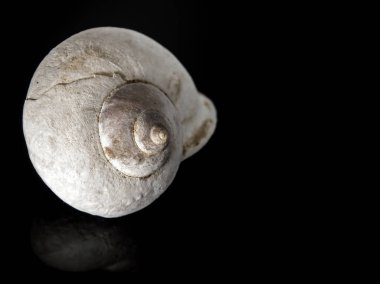 Fosil kara salyangoz kabuğu