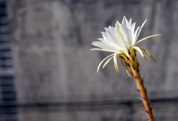 Cor branca com peludo fofo de flor de cacto e fundo urbano — Fotografia de Stock