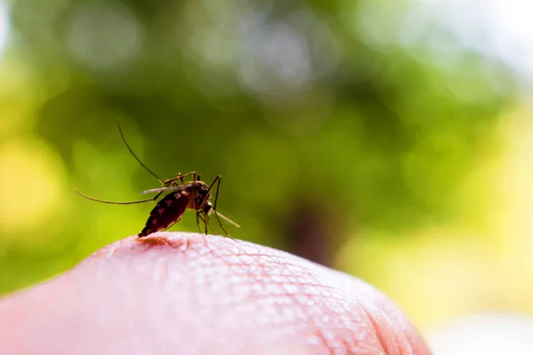 Komar gryzie rękę wysysając ludzką krew. — Zdjęcie stockowe