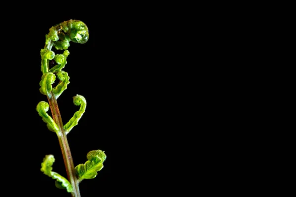 검은색에 화분의 꽃 봉 오리 잎 — 스톡 사진
