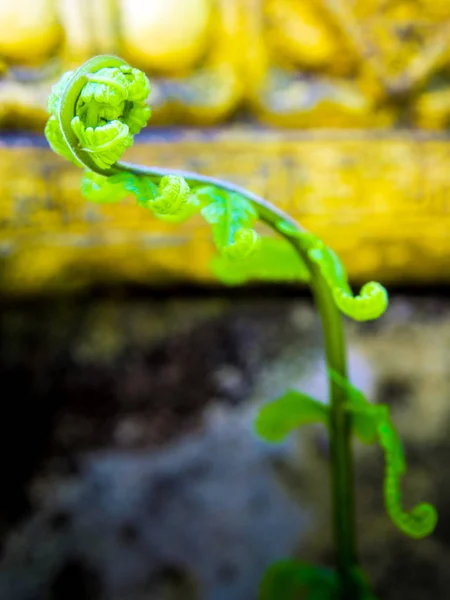 Folha verde de samambaia, folha de broto de frescura — Fotografia de Stock