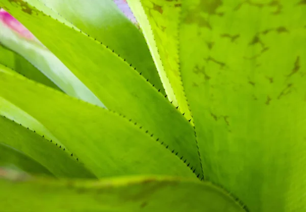 Textura de detalhes e espinhos na borda das folhas de Bromélia — Fotografia de Stock