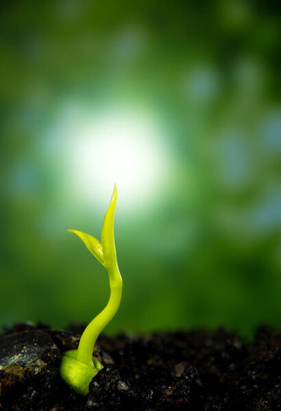 Bud leaves of young plant seedling in forest