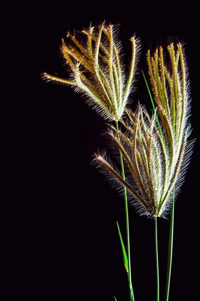 Bloem van Swallen vinger gras — Stockfoto