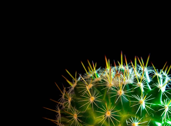 Élénk zöld, a mammilyaria kaktusz fekete háttér — Stock Fotó