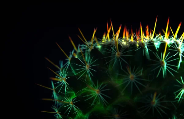 Vivid green of  Mammillaria Cactus on black background — Stock Photo, Image