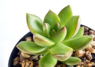 Etli bitki stonecrop, Sedum Lucidum taze yaprakları detay