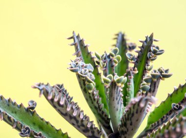 Yapraklarında küçük tomurcuklar kalanchoe filiz