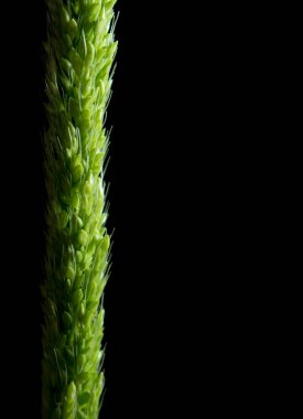 Tazelik orman pirinç ot siyah kağıt üzerinde kapatın