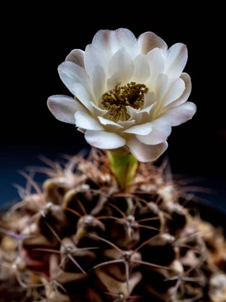 Gymnocalycium Cactus flor close-up branco e marrom claro pétala delicada — Fotografia de Stock