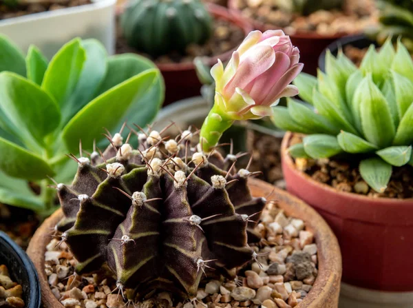 Gemme di Gymnocalycium Fiore di cactus — Foto Stock
