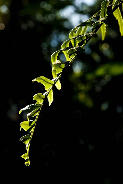 Farnblatt mit Lichtreflexion — Stockfoto