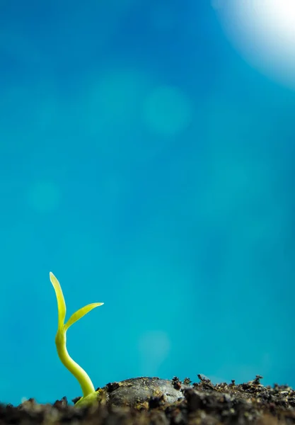 Бутові листя молодої рослини насіння і синій фон — стокове фото