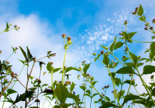 Küçük çiçek ve mavi gökyüzü arka plan