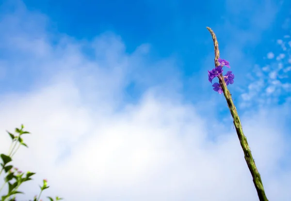 Bunga kecil dari empat mandi gulma dan biru langit latar belakang — Stok Foto