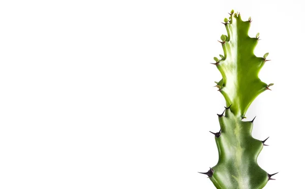Świeżość Bud smoka kości Kaktus na białym tle — Zdjęcie stockowe