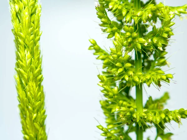 Feche a frescura erva de arroz da selva no backgroud azul — Fotografia de Stock