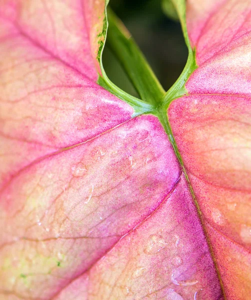 Frescura Cor rosa na folha de syngonium podophyllum — Fotografia de Stock