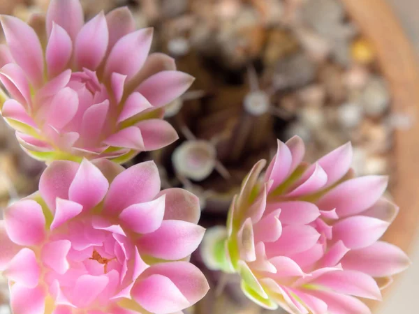Gruppe Von Gymnocalycium Kaktusblüten Nahaufnahme Rosa Zarte Blütenblatt Blume — Stockfoto