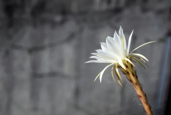 Warna Putih Kelopak Halus Dengan Berbulu Halus Bunga Echinopsis Cactus — Stok Foto