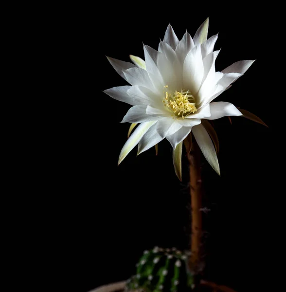 White color delicate petal with fluffy hairy of Echinopsis Cactus flower in hard light on black background