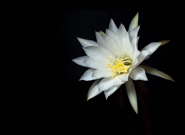 Fehér Színű Finom Szirom Bolyhos Szőrös Echinopsis Cactus Virág Kemény — Stock Fotó