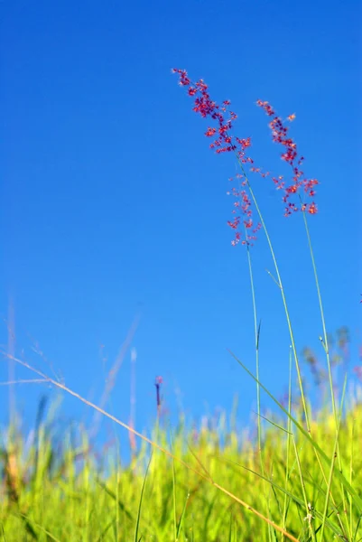 Flower Natal Redtop Ruby Grass Wind Blue Sky — Stock Photo, Image