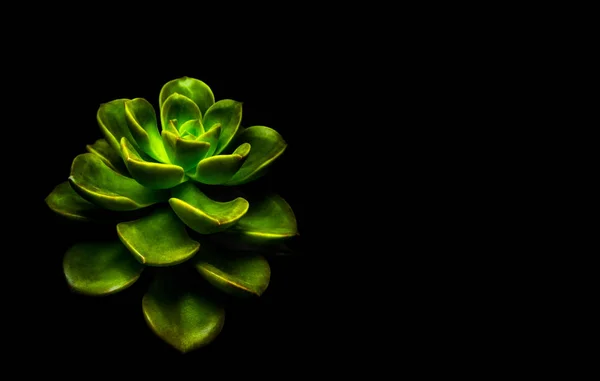 Sappige Plant Close Frisheid Bladeren Van Echeveria Melaco Klein Licht — Stockfoto