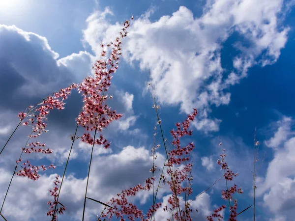 Flower of Natal redtop ruby grass in the bright sunlight and fluffy clouds in blue sky