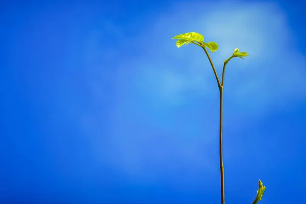 鮮度の新しい生命 自然の中播幼植物の葉し 澄んだ青い空 — ストック写真