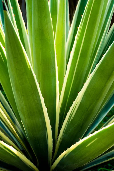 Sharp thorn on leaf of Agave succulent plant, Agave maguey, freshness leaves with thorn of Caribbean agave