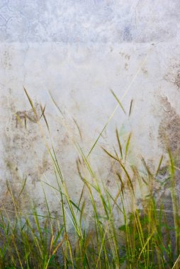 Beton duvar ve rüzgar çimen çiçek