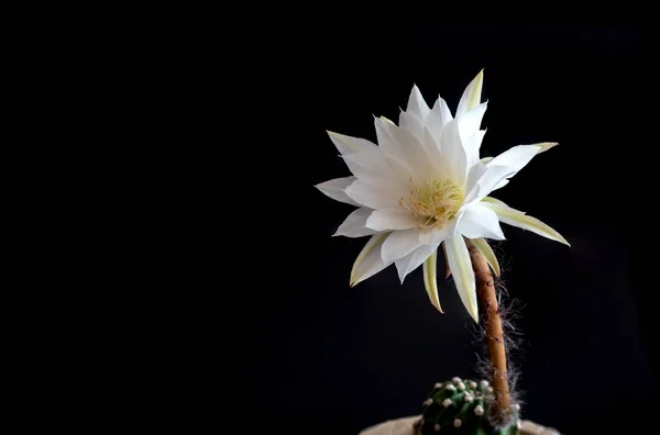Siyah arka plan üzerinde sert ışık echinopsis Kaktüs çiçek kabarık tüylü ile beyaz renk hassas yaprakları